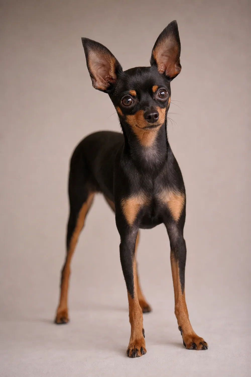 Petit chien russe adulte alerte, d'aplomb, à l'ossature fine et saine, vu de face.